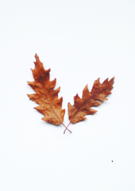 A4 fotoprint - Herfstbladeren