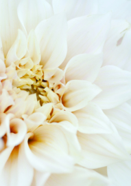 A4 Fotoprint 'Witte Dahlia'