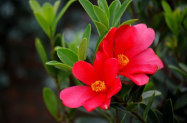 Camellia  "Changii"