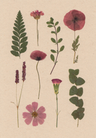 herbarium paars