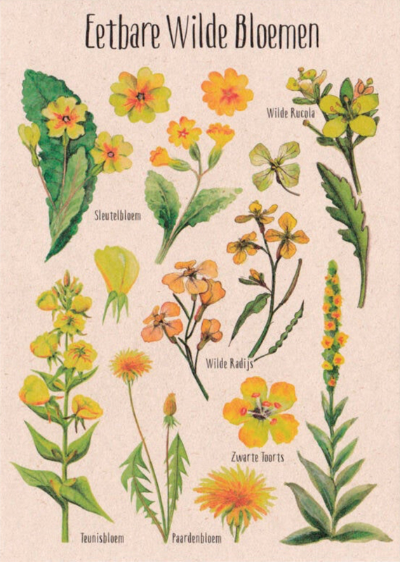 tanja hilgers | eetbare wilde bloemen geel