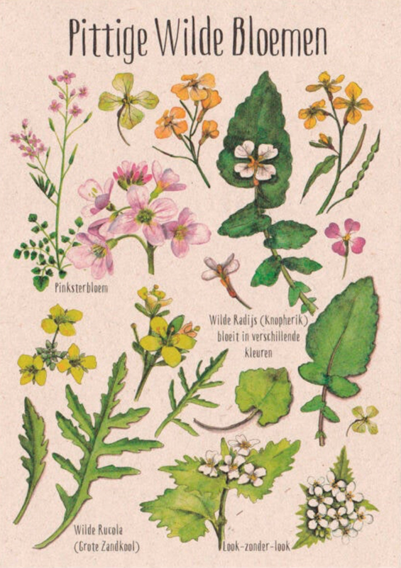 tanja hilgers | pittige wilde bloemen