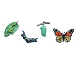 Levenscyclus vlinder