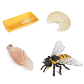 Levenscyclus bij