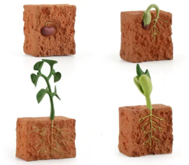 Groei van een plant