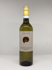 Fossile Verdicchio