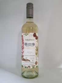 Tarapacá Pinot Grigio