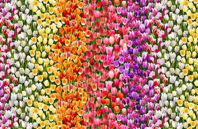 Spring in Delft DCX12235 multi
