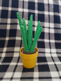 Cactus "Sansevieria Cylindrica"