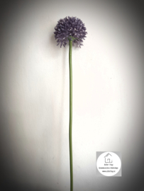 Allium lavender