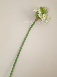 Ornithogalum / zuidenwindlelie zijde