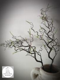 Kunst corylus contorta - kronkel hazelaar