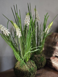 Witte druifjes in mosbol