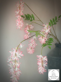 Spring flower lichtroze