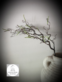 Kunst corylus contorta - kronkel hazelaar