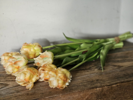 Parrot tulpen geel