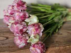Parrot tulpen paars/wit