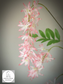 Spring flower lichtroze