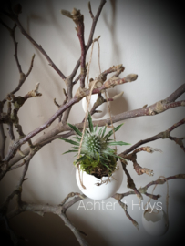 Kippen ei wit open met touw 12 stuks