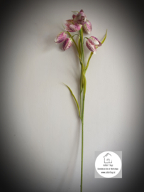 Fritillaria - kievitsbloem zijde pink