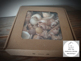Doosje schelpen mixed shells naturel 500 gram
