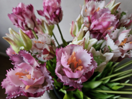 Parrot tulpen paars/wit