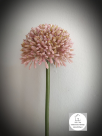 Allium pink