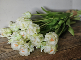 Parrot tulpen wit/groen