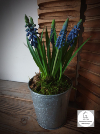 Muscari blauwe druifjes 27 cm