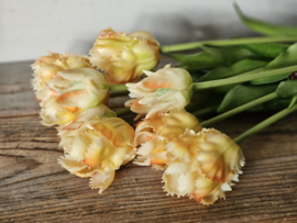 Parrot tulpen geel