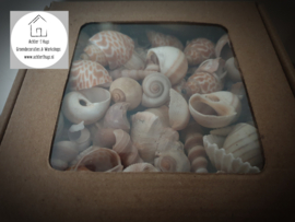 Doosje schelpen mixed shells naturel 500 gram