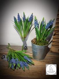 Muscari blauwe druifjes 27 cm