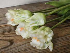 Parrot tulpen wit/groen