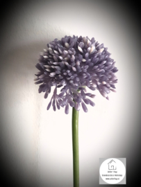 Allium lavender