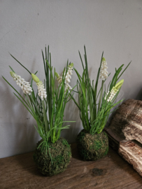Witte druifjes in mosbol