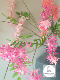 Spring flower rood