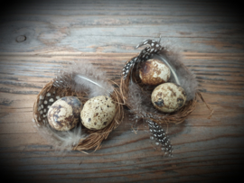 Nestje met kwarteleitjes