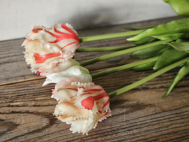 Parrot tulpen wit/rood
