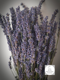 Lavendel gedroogd bos
