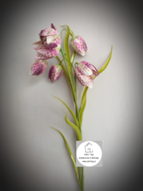 Fritillaria - kievitsbloem zijde pink