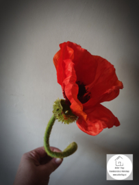 Papaver Nudicaule zijde oranje