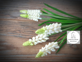 Muscari witte druifjes 27 cm