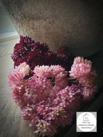 Sedum kunst tak burgundy