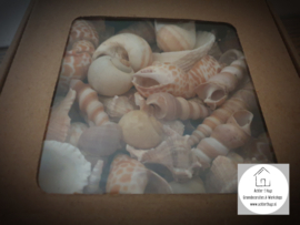 Doosje schelpen mixed shells naturel 500 gram