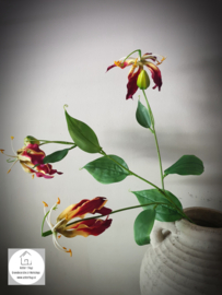 Gloriosa lily spray red