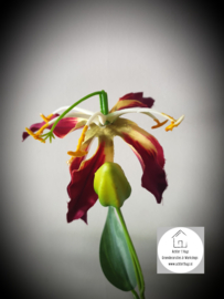 Gloriosa lily spray red