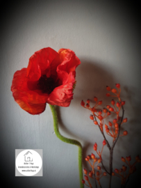 Papaver Nudicaule zijde oranje