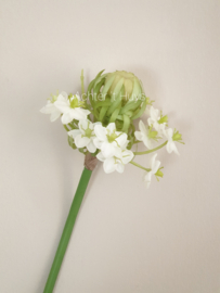 Ornithogalum / zuidenwindlelie zijde