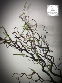 Kunst corylus contorta - kronkel hazelaar