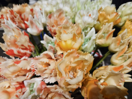 Parrot tulpen wit/rood